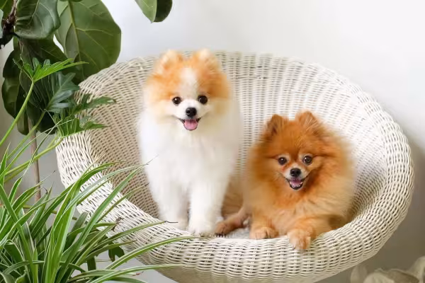 Spitz Alemão e Lulu da Pomerânia podem ser amigáveis se socializados