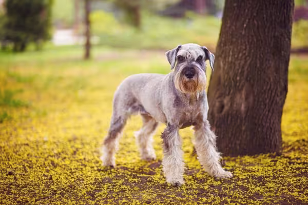 O Schnauzer gigante pode passar dos 60 centímetros de altura