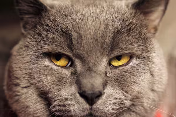 Gato lacrimejando: a secreção transparente geralmente é relacionada a um corpo estranho