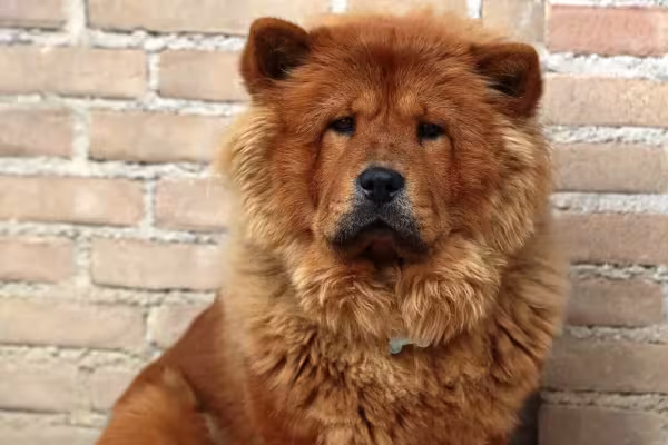 Chow Chow sério