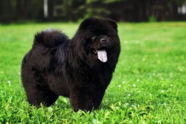 Chow Chow preto de pé em parque
