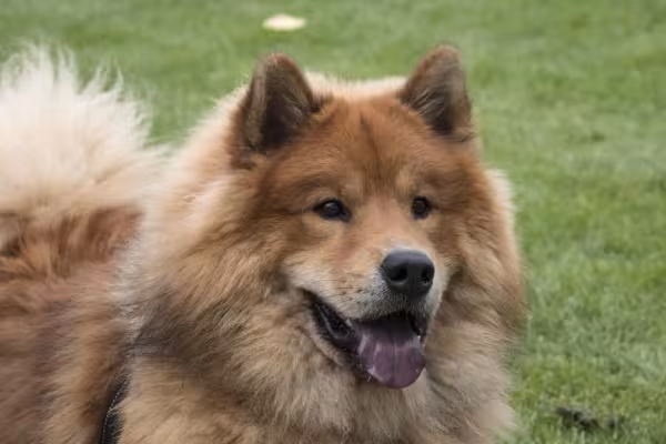 Chow Chow feliz com a boca aberta