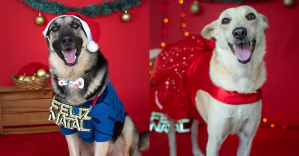 Roupa para cachorro tem que ser confortável, como essas que o Doki e a Aloha estão usando!