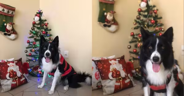 Olha o Koda com a sua roupinha de natal para cachorro. Ele já entrou no clima do fim de ano!