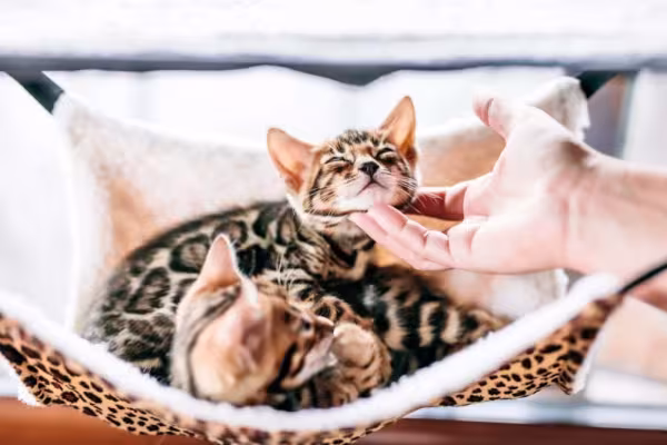 O gato Bengal filhote é muito carinhoso e gosta da companhia de seus donos!