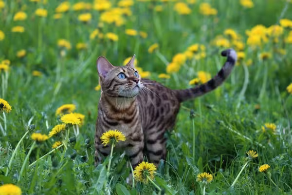 Raça de gato Bengal precisa de espaço onde possa expressar seus comportamentos naturais
