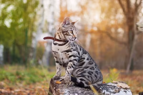 Gato da raça Bengal é super inteligente e pode ser ensinado a passear de coleira
