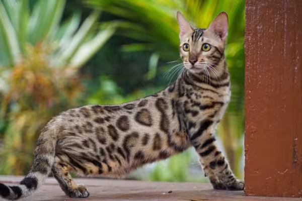 Gato-de-Bengala é gracioso e elegante com seu corpo alongado