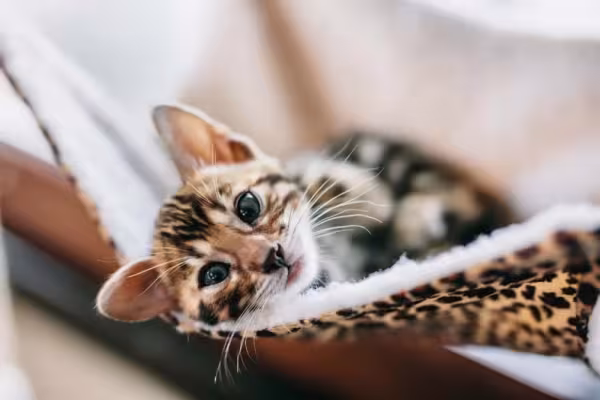 Gato Bengal filhote precisa de uma alimentação voltada para sua idade
