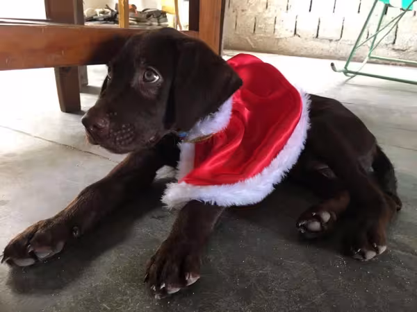 O Guerrero filhotinho com fantasia de natal é a coisa mais linda do mundo!