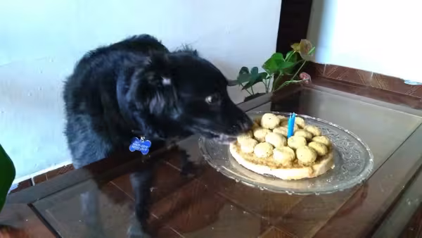 O Nicolas nem conseguiu esperar para apreciar seu bolo (que tá com uma cara ótima!)
