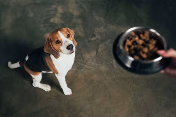 Beagle esperando ração
