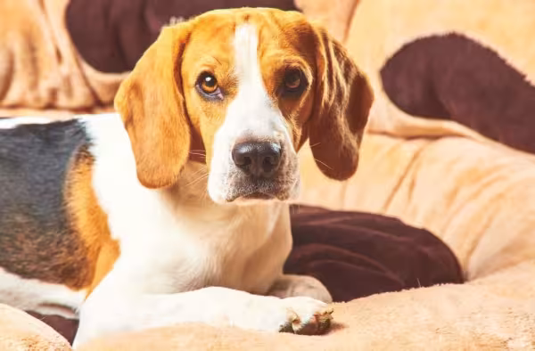 Beagle sentado