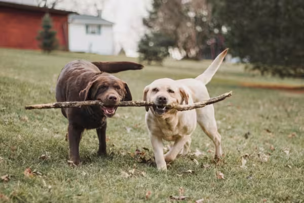 Labrador marrom e outro bege carregando um galho com a boca