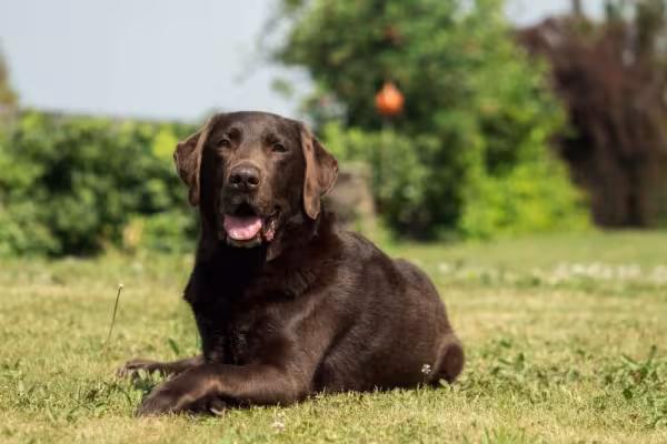 Labrador marrom deitado na grama