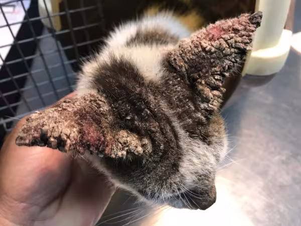 O gato com sarna também pode ficar com crostas espessas na Área afetada