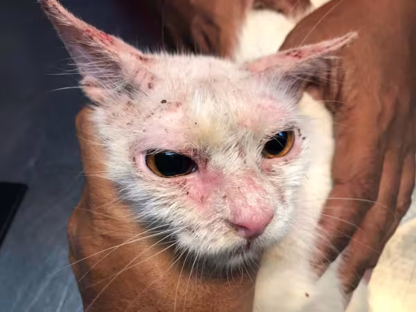 Sarna em gatos: a vermelhidão é um dos principais sintomas da doença