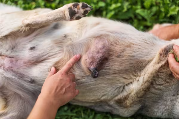 O câncer de mama em cadelas é um dos mais comuns