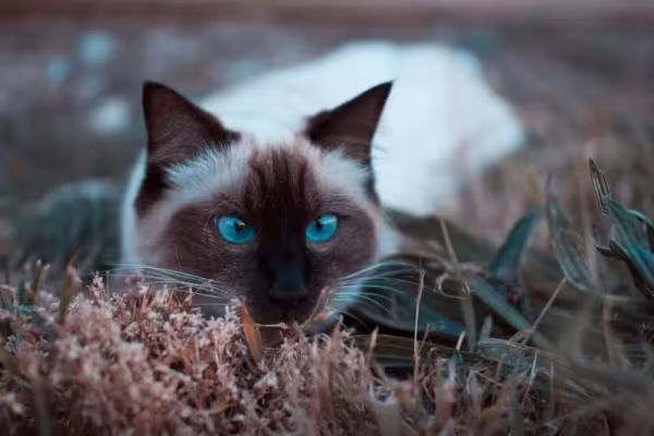 Gato Balinês: o estrabismo é uma das condições que pode afetar o felino da raça