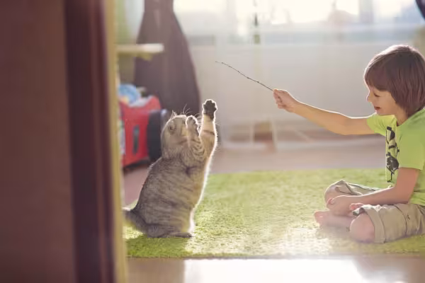 Varinha para gatos é capaz de tornar a relação pet-tutor mais divertida