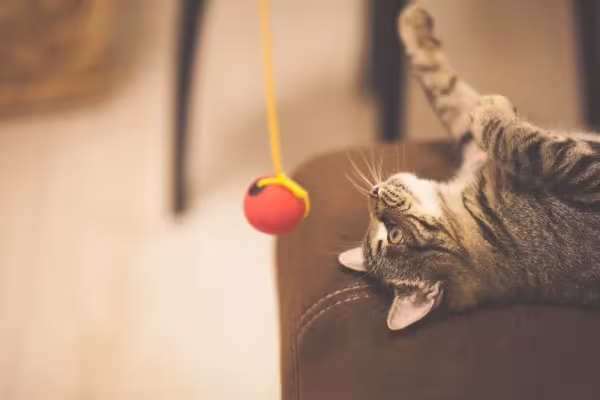 Colocar petiscos dentro dos brinquedos é uma boa maneira de divertir o seu gatinho