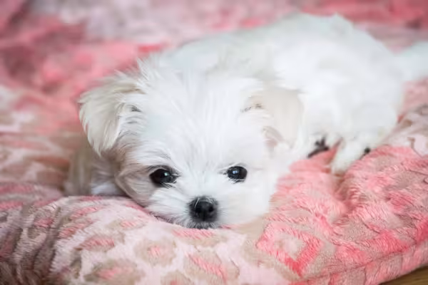 O cachorro Maltês ama passear com seu tutor