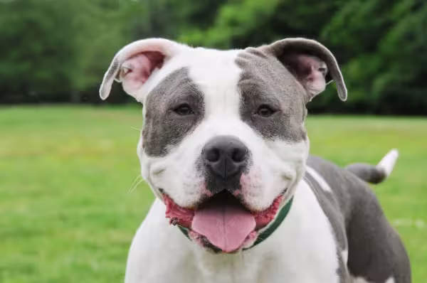 American Bully branco e cinza com língua de fora