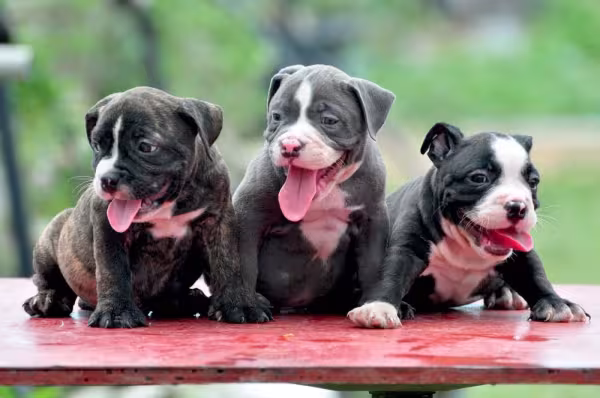Três filhotes de American Bully juntos
