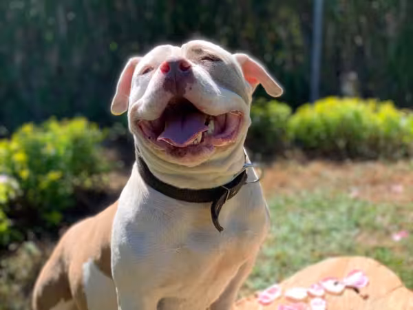 American Bully feliz como se estivesse sorrindo