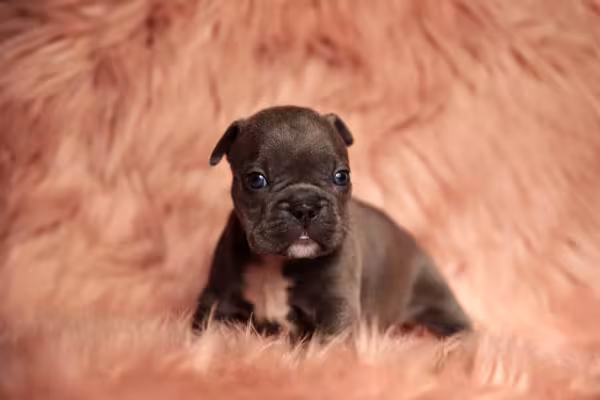 American Bully filhote com fundo rosado