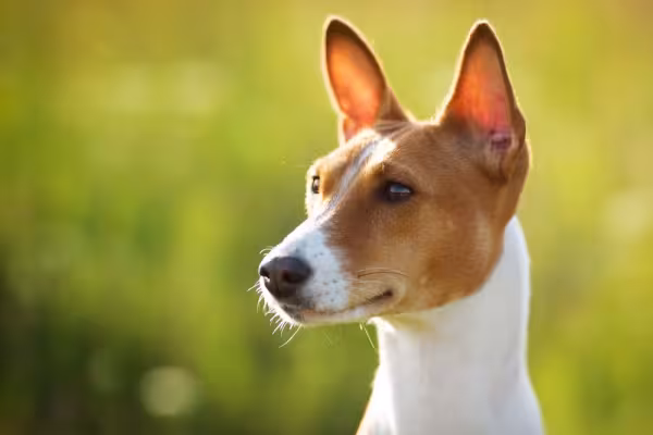 Orelhas em pé e paradas indicam um cão de comportamento dominante!