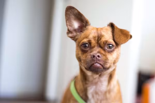 Seu cão está com as orelhas em movimento? Ele pode estar confuso, tentando entender o que está acontecendo!