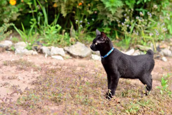 O Bobtail Japonês tem um temperamento muito enérgico