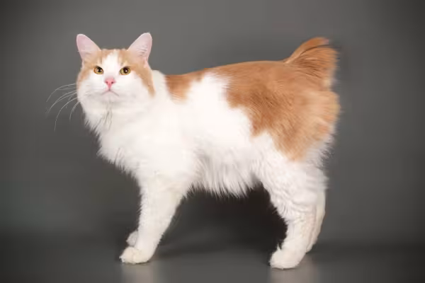 O Bobtail Japonês é um gato muito inteligente e disposto
