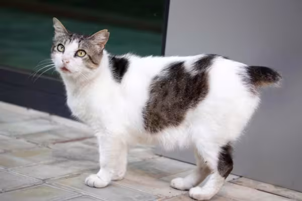 O Bobtail Japonês pode apresentar a pelagem curta, longa e de várias cores diferentes