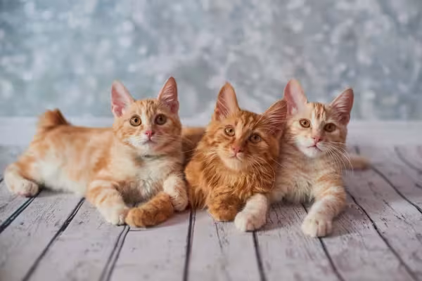 A cauda do Bobtail Japonês funciona como uma espécie de impressão digital para os humanos