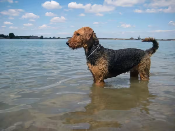 O agitado Airedale terrier curte se exercitar com a natação