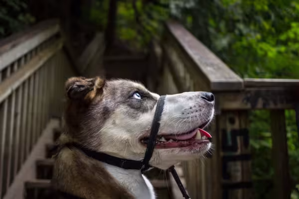 A coleira cabresto para cachorro precisa ficar justinha para não machucar o cachorro