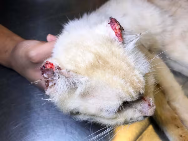 Gatos brancos têm mais tendência de serem atingidos pelo câncer de pele