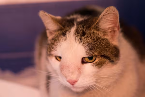 O câncer de pele em gatos também pode ser um nódulo subcutâneo
