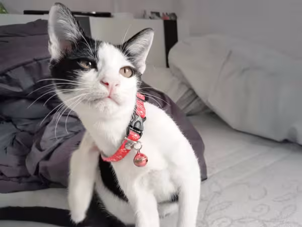É importanter cortar as unhas do gato para evitar que ele se machuque no dia a dia
