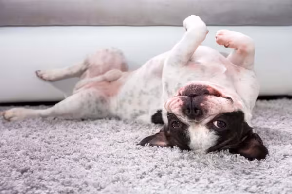 O focinho do Bulldog Francês é mais achatado e tem ruguinhas bem visíveis