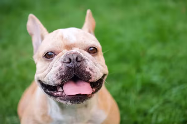 Enquanto isso, o Bulldog Francês tem o porte físico mais musculoso e pode chegar até 15 kg