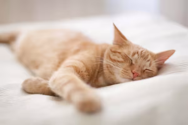 Gato amarelo deitado dormindo