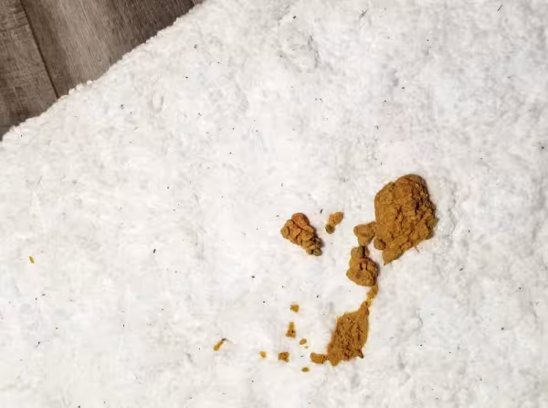 Gato vomitando ração: o aspecto do vômito é de uma massa de ração ou grãos mastigados