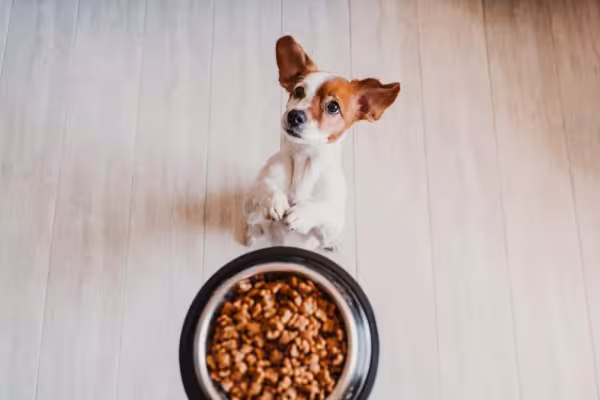 Não faça muita festa e só libere a refeição quando o cachorro estiver menos agitado