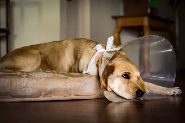 O colar para cachorro, chamado de elizabetano, pode ser mais indicado em alguns casos