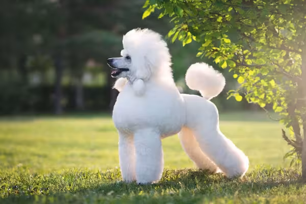 Poodle Grande ou Standard: o cão que deu origem à raça