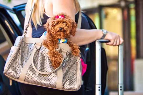 Um cachorro Poodle pequeno pode ser muito aventureiro