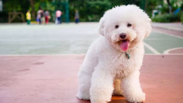 O preço de filhote de Poodle pode variar